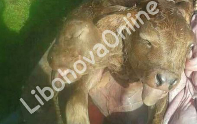 Gjirokastër, lind viçi me dy koka