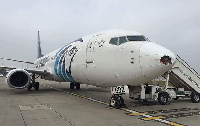 Egjipt, zogu dëmton “hundën” e avionit, nuk pati rrezik për pasagjerët