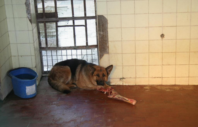 I dha një biskotë, ujku i Kopshtit Zoologjik kafshon 2-vjeçaren