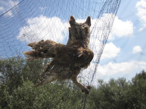Shqipëria, e 10-ta në Mesdhe për vrasjen e zogjve