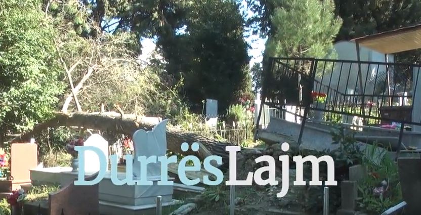 Rrëzohen pemët te varrezat e Durrësit, eshtrat gati për të dalë mbi tokë (Video)