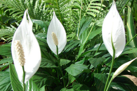 Lulja fatsjellëse e femrave?