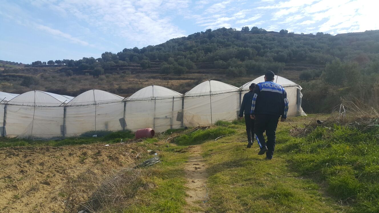 Policia në aksion masiv kundër kanabisit