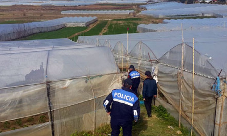 Policia në këmbë, kontrolle për zbulimin e kanabisit