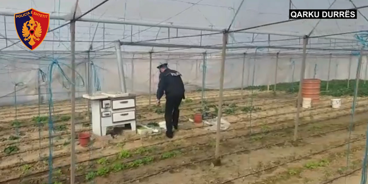 Policia në aksion për zbulimin e kanabisit në Durrës (VIDEO)