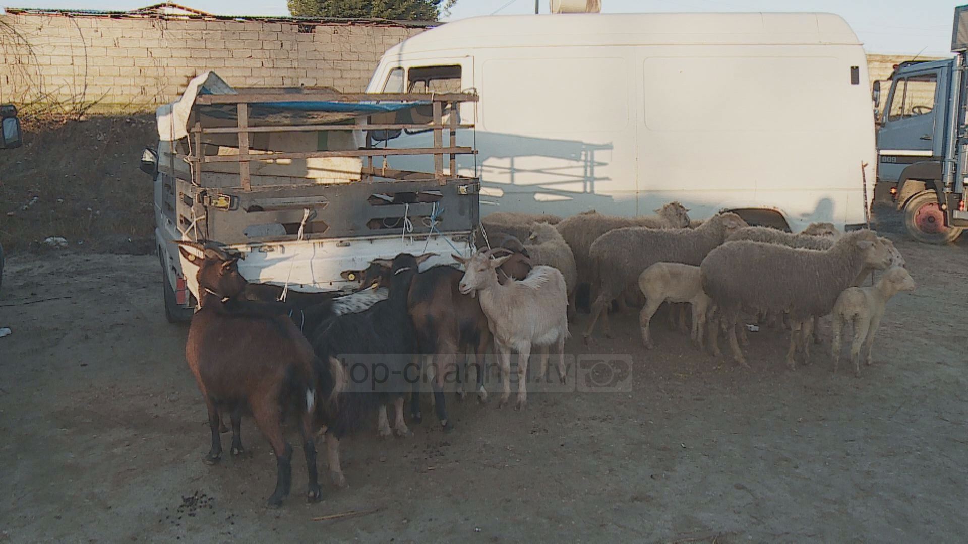 Skandali me kafshët e pamatrikulluara në treg