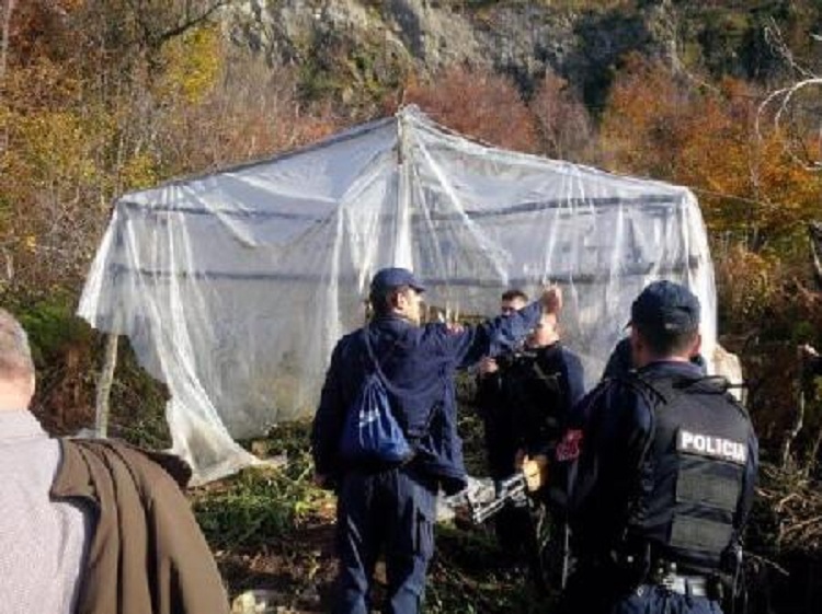 Kapen kanabis dhe bimë në proces tharjeje në Krujë