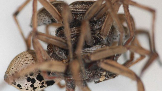 Biznesi i rrezikshëm i seksit tresh që përfundon me vendime gjakatare