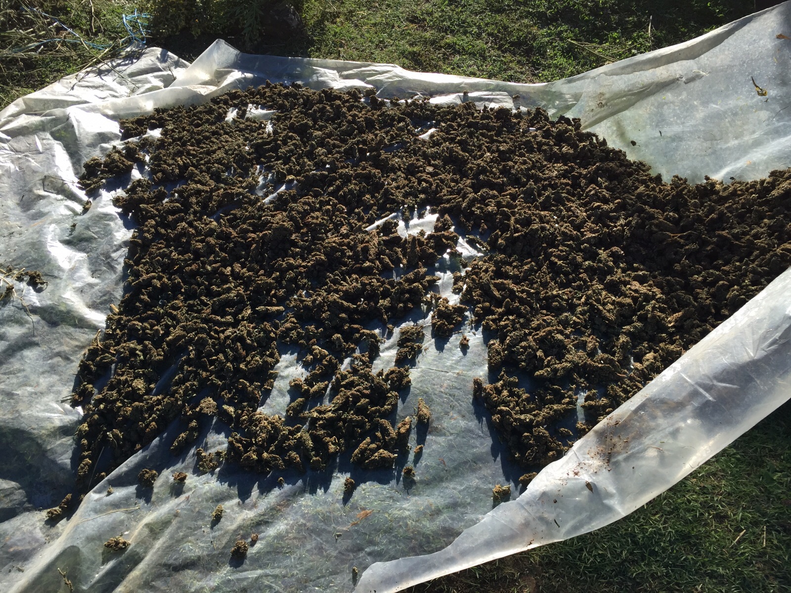 Mbante 207 kg kanabis në banesë, në pranga një person