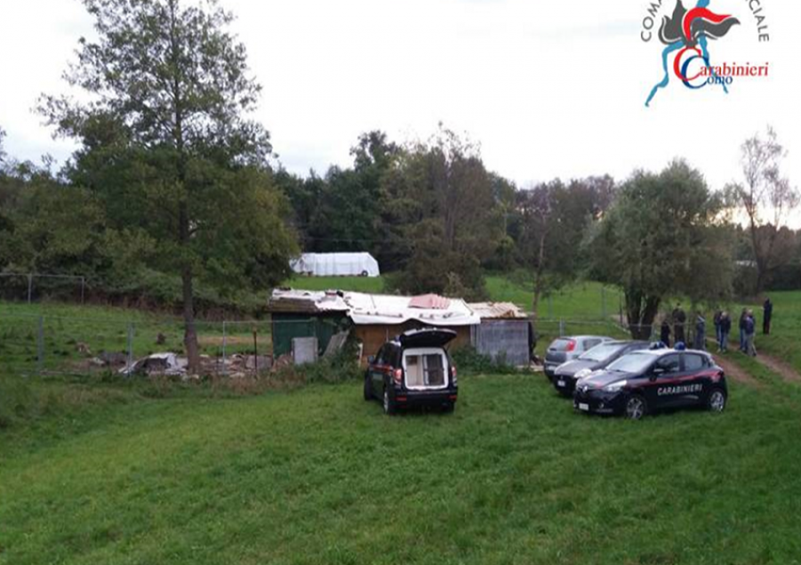 “Pyll” me kanabis, arrestohet shqiptari