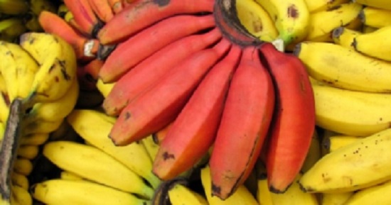 E dini që ka edhe banane të kuqe? Ja ku rritet (FOTO)