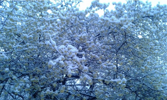 Rikthehet bora në pranverë