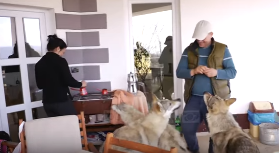 Familja shqiptare që jeton mes ujqërve (VIDEO, FOTO)