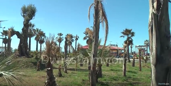 Nis evidentimi i palmave të thara. Thahet edhe lulishtja tek shëtitorja Taulantia (VIDEO)