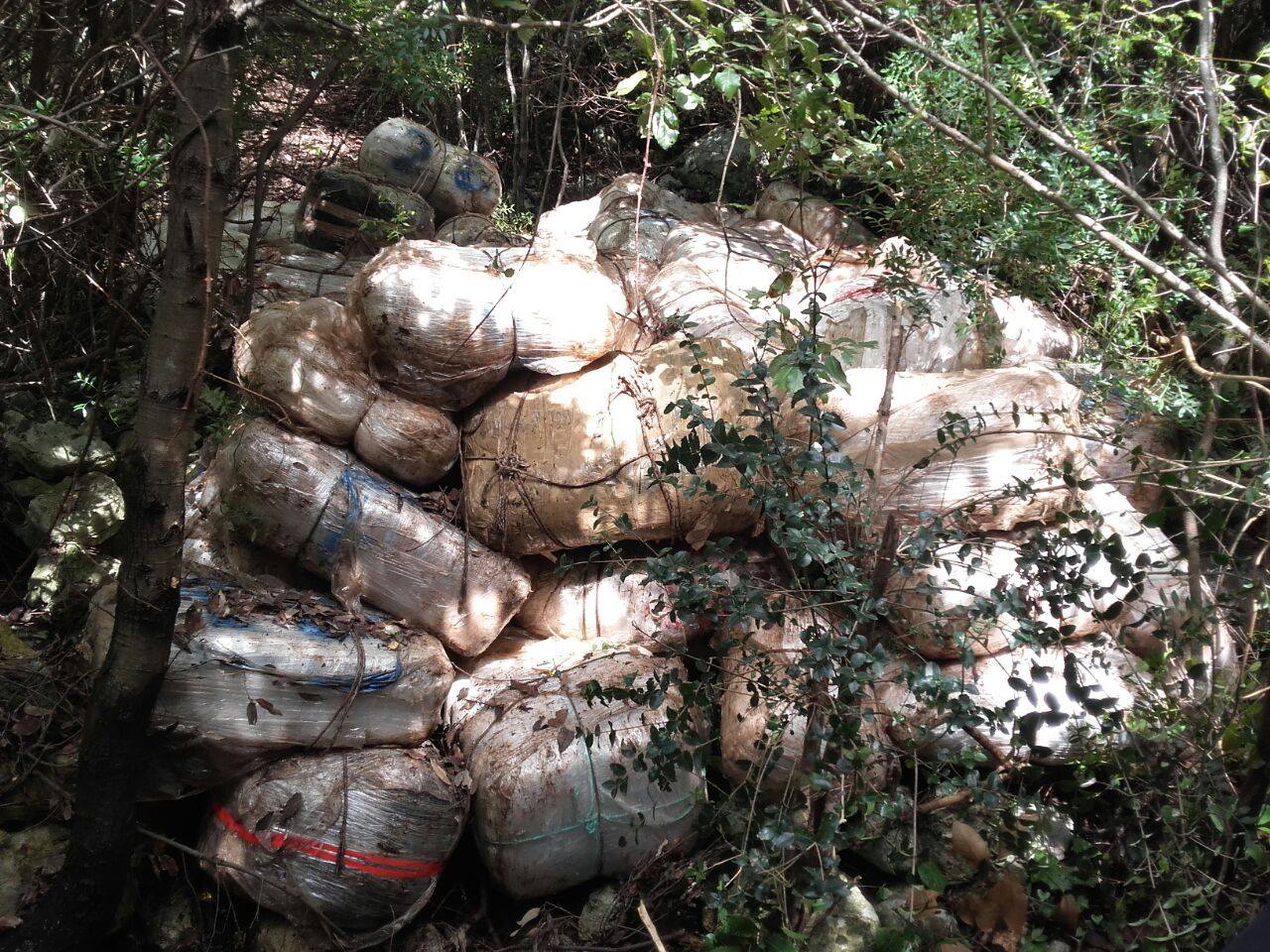 Operacion masiv antidrogë, sekuestrohen 400 kg kanabis