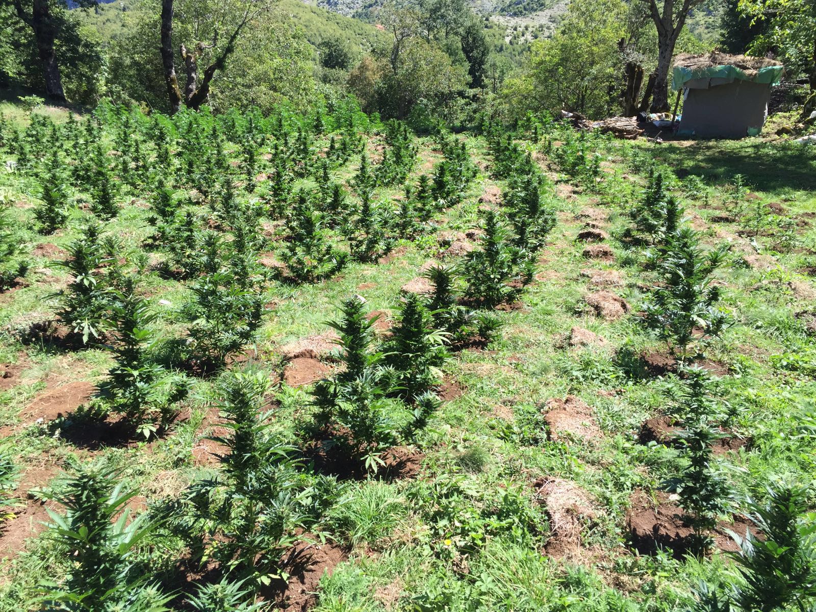 Kanabisi/ Nis hetimi ndaj 3 inspektorëve dhe një kryeplaku në Durrës