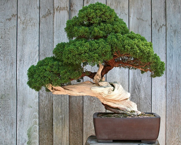 Bonsai, zbuloni domethëniet e pemës në miniaturë (FOTO)