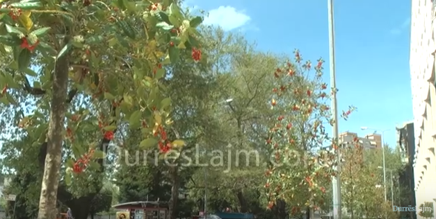 Njihuni me karakteristikat e “ashiave” që po mbillen në Durrës (VIDEO, FOTO)