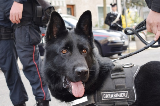 “Substanca e qejfit” zbulon shqiptarin