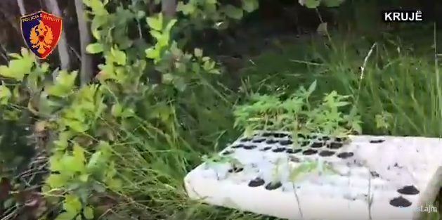 Sekuestrohen kanabis në Krujë, arrestohet 38-vjeçari, në kërkim kushëriri