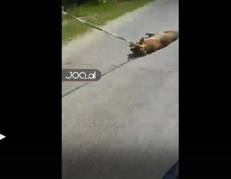 Tërhoqi zvarrë qenin me karrocë, policia e Durrësit e identifikon dhe nis procedimin penal