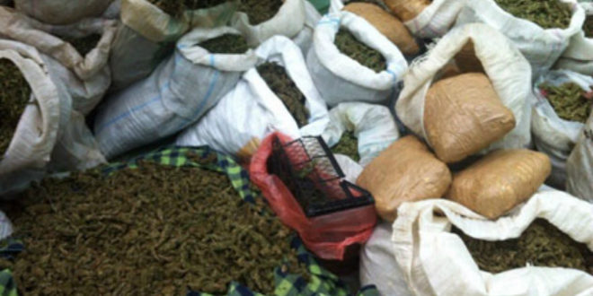 Sekuestrohen rreth 1,8 tonë marijuanë, një i arrestuar, dy durrsakë në kërkim