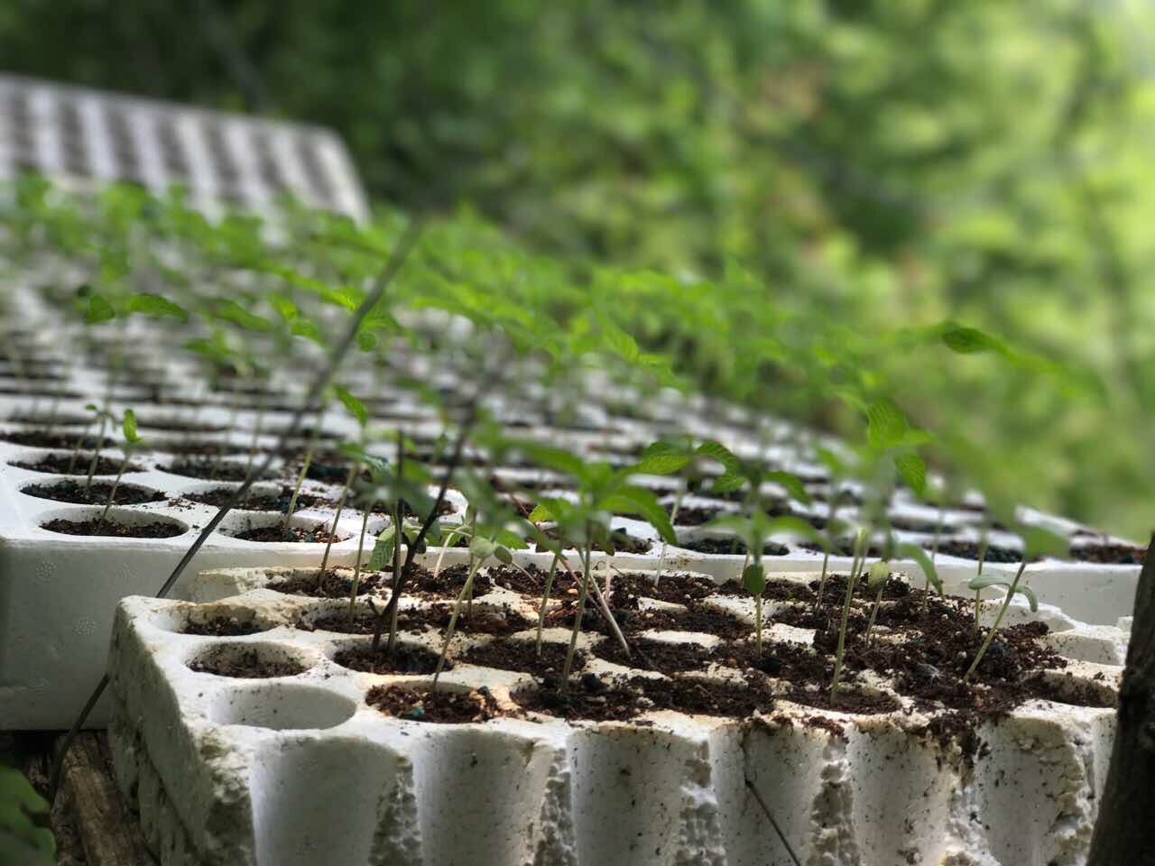 Policia i zbulon fidanë kanabisi pranë banesës, pranga krutanit