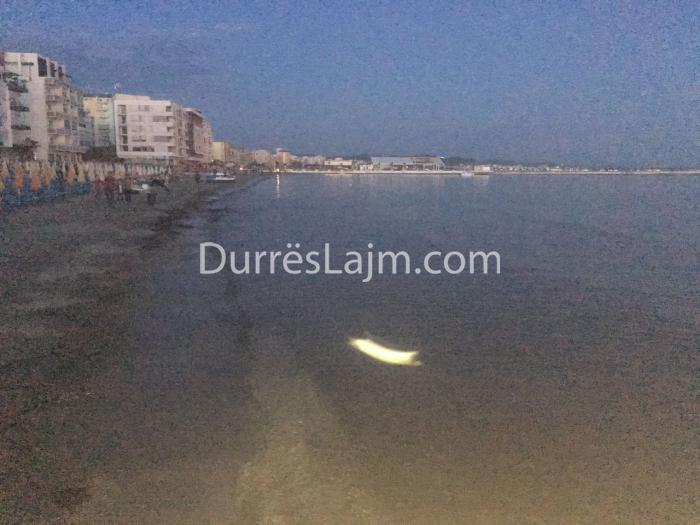 Mungesa e dezinfektimit, tufat e mushkonjave zaptojnë hapësirat publike në Durrës