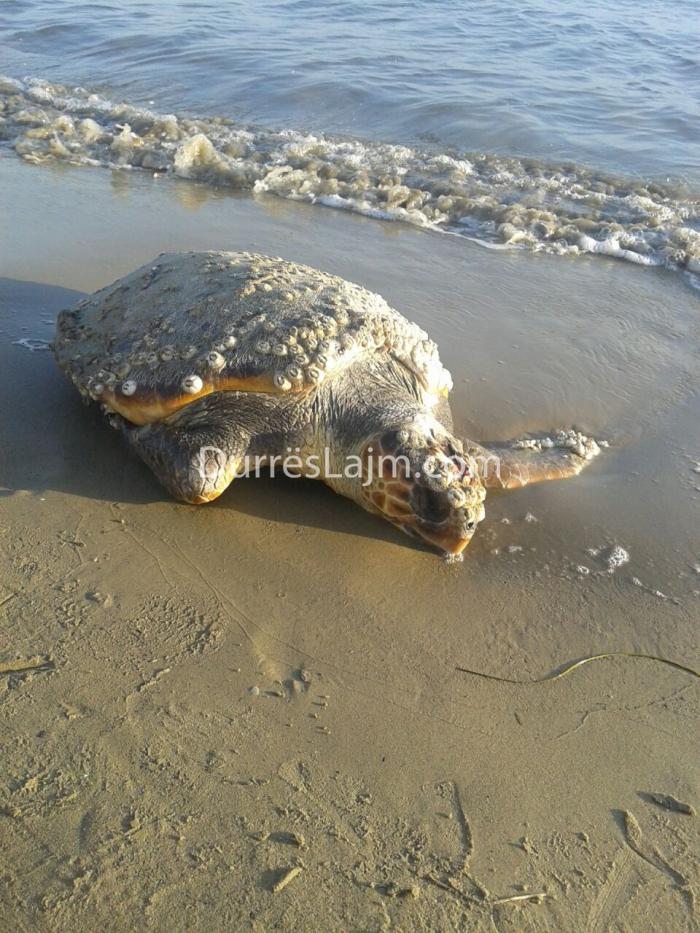 Një breshkë e rrallë gjigante në bregdetin e Durrësit (FOTO)