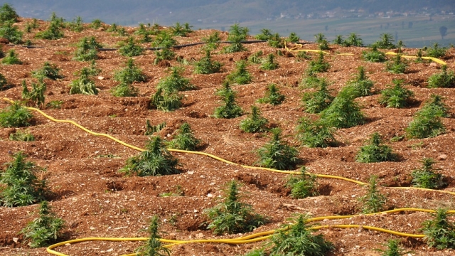 Mbillnin hashash në banesë, ndalohen 43-vjeçari bashkë me gruan