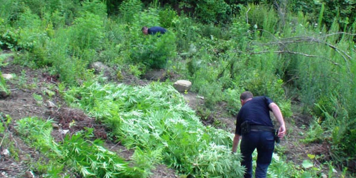 Zbulohen kanabis në fshatra, habit policia: Dyshohet se kanë mbirë vetë