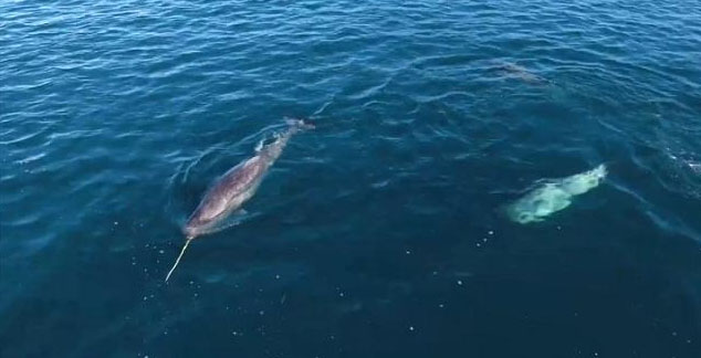‘Njëbrirëshi i detit’ filmohet për herë të parë teksa kap gjahun (VIDEO)