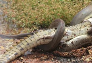 Pas 5 orësh betejë, gjarpri del fitimtar (VIDEO)