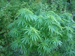 Çudia në Durrës, hashashi mbin vetë!