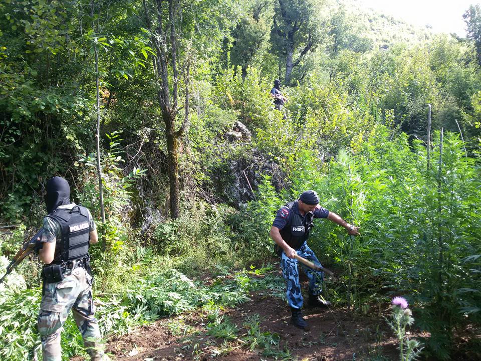 Kultivonin kanabis, arrestohet kryeplaku dhe tre persona të tjerë