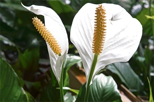 ‘Zambaku i paqes’, çfarë simbolizon dhe kur dhurohet (FOTO)