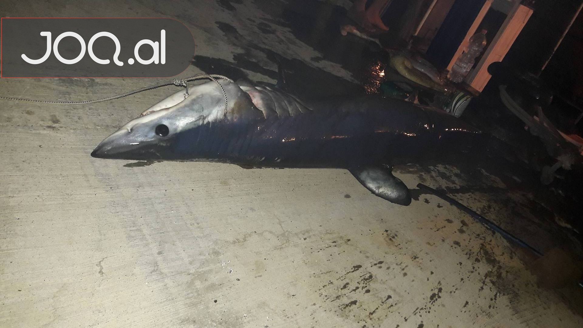 Shikoni peshkaqenin e rrezikshëm që u kap mbrëmë në Durrës (FOTO)