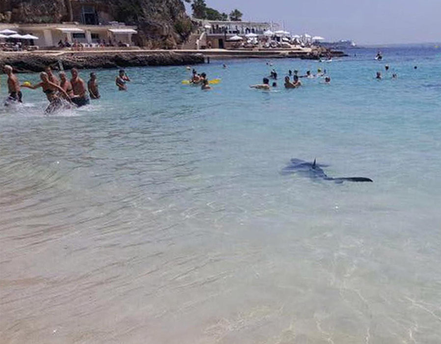Tmerrohen pushuesit në Majorka, peshkaqeni del papritur në breg (VIDEO)