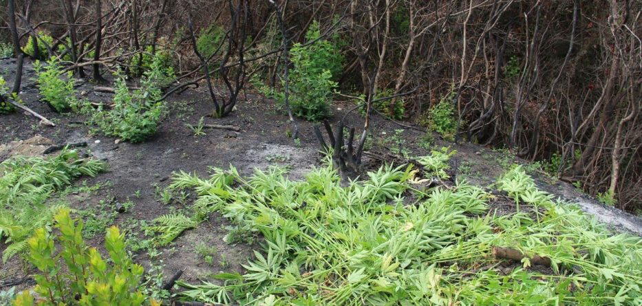 Në Vlorë kanabisi mbin vetë (FOTO)