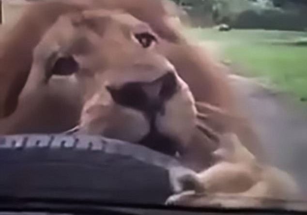 Tmerrohet e gjithë familja, luani sulmon makinën e tyre (VIDEO)