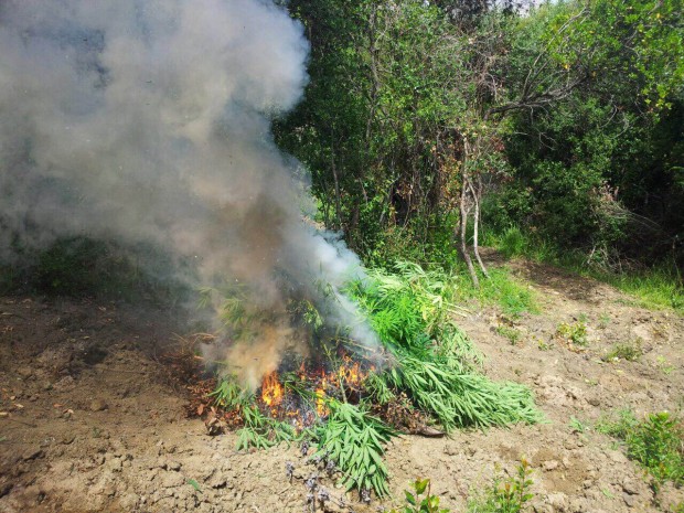 Zbulohet dhe asgjësohet një sasi bimësh kanabisi në Krujë