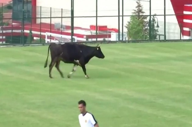 Lopa pushton fushën dhe ndërpret ndeshjen e futbollit