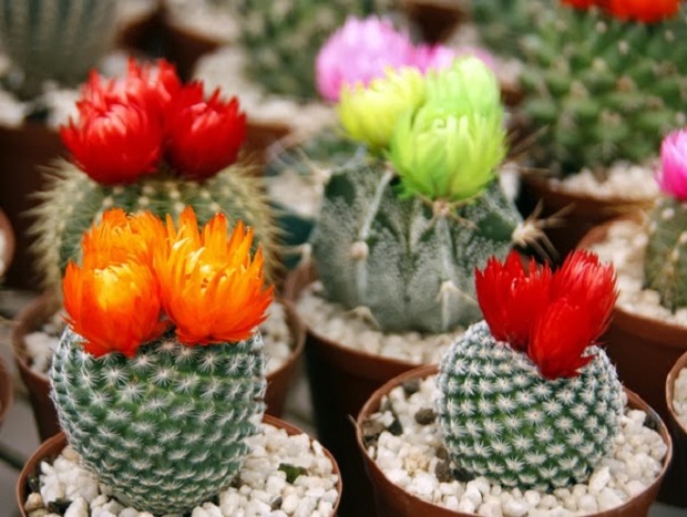 Domethënia e kaktusit dhe legjenda e të dashuruarve (FOTO)