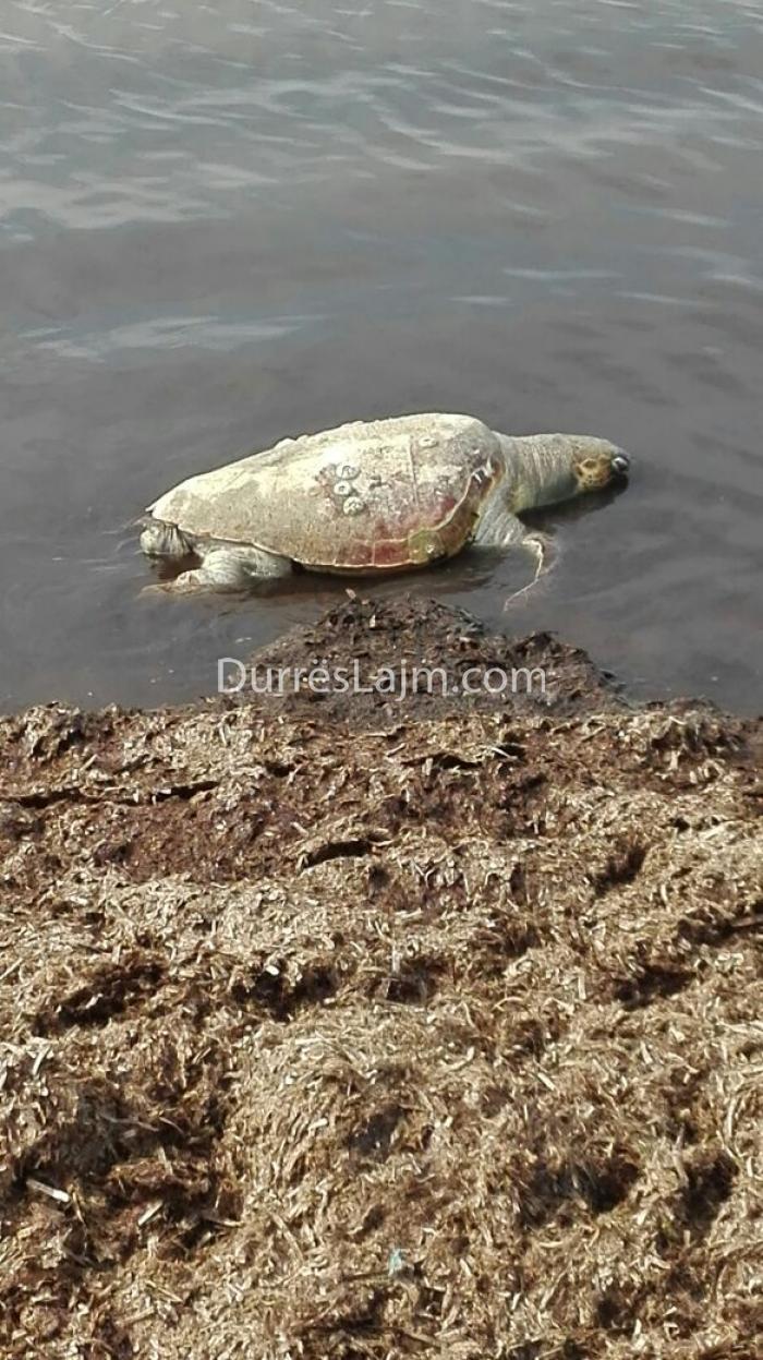 Një tjetër breshkë uji në bregdetin e Durrësit (FOTO & VIDEO)