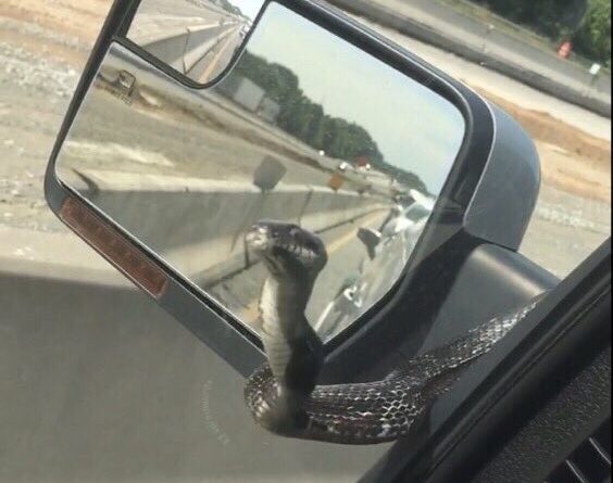 Një vizitor i pazakontë në mes të autostradës