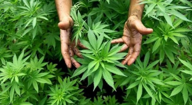 Mbolli kanabis pranë banesës, shpallet në kërkim krutani