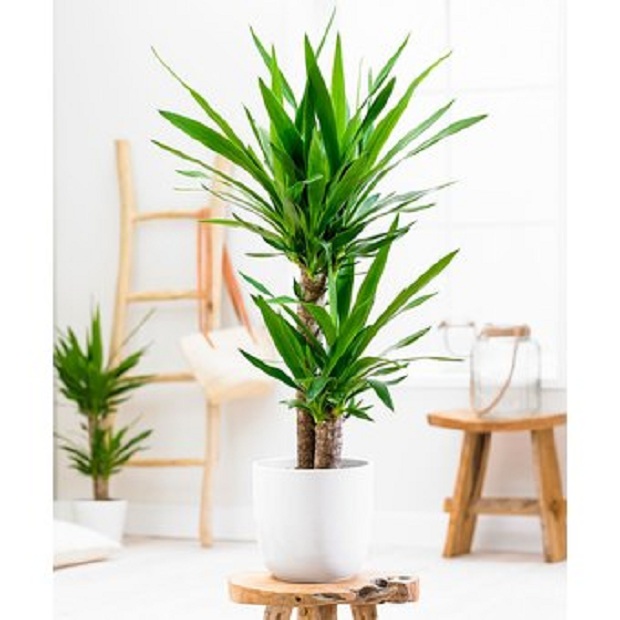 “Trungu i lumturisë”, ja pse duhet ta keni patjetër në shtëpi (FOTO)