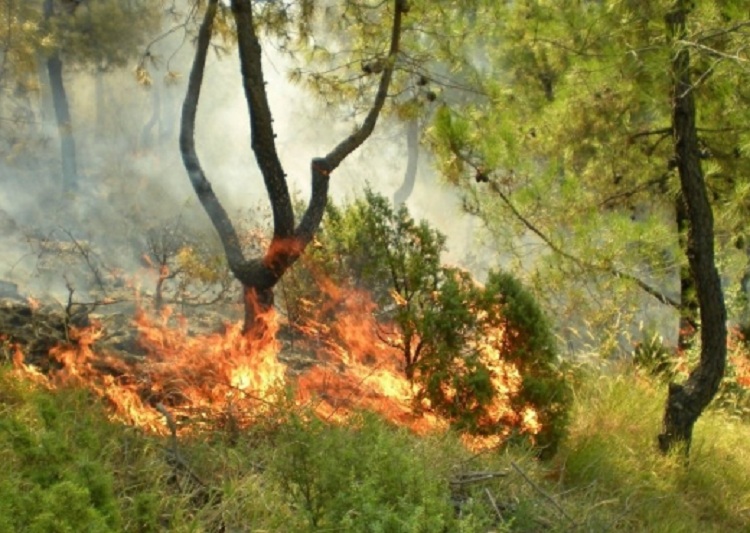 ​Temperaturat e larta shkaktojnë 11 vatra zjarri. Ja situata në vend
