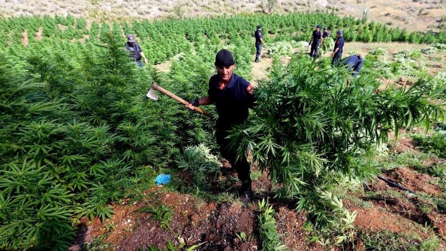 40 forca policie në terren për zbulimin e kanabisit, 3 persona nga Kruja nën hetim