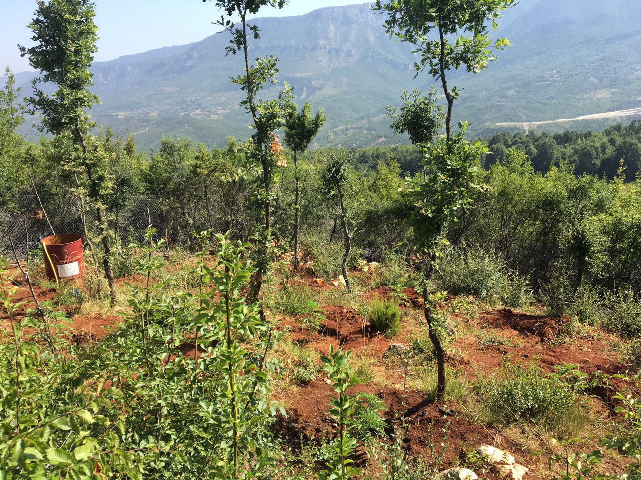 Asgjësohen 300 bimë kanabis në Krujë, nis procedimi ndaj 27-vjeçarit